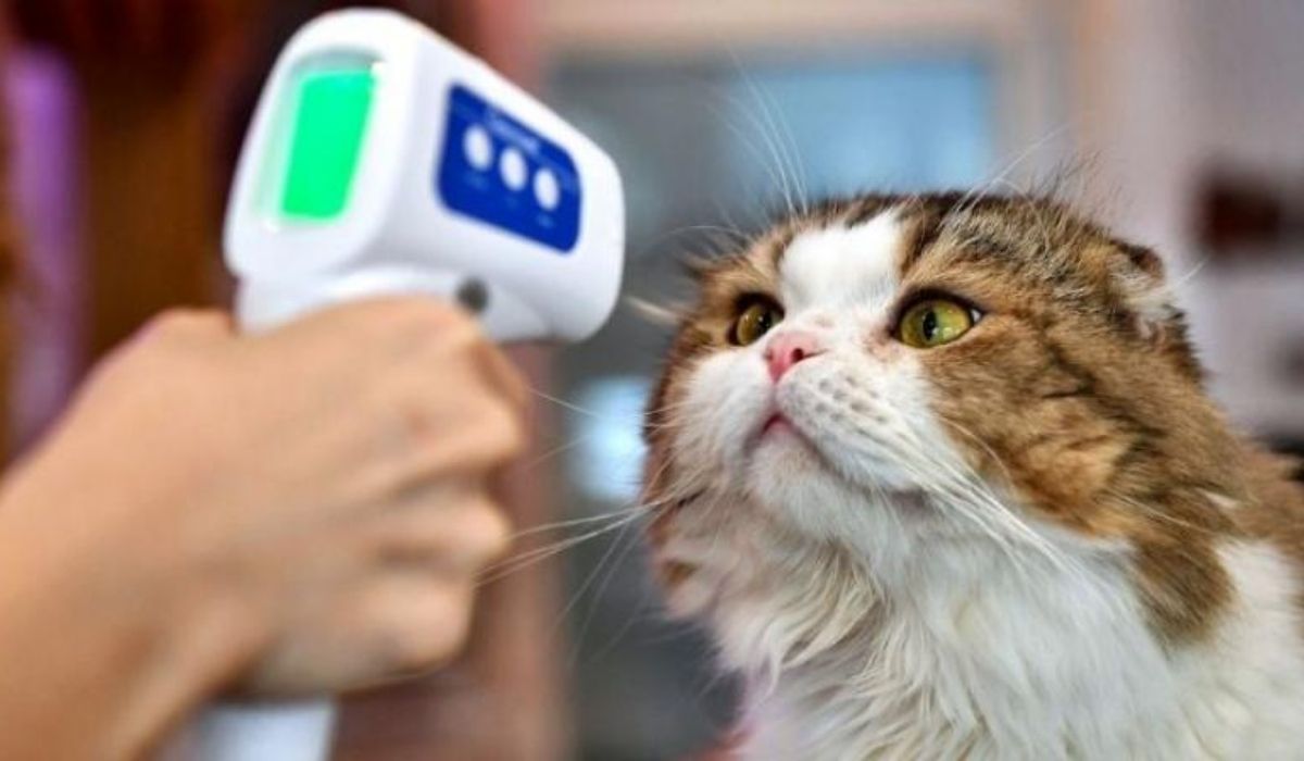 Covid common in pet cats and dogs, study finds